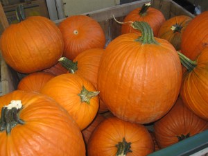 Old Fashioned Pumpkins