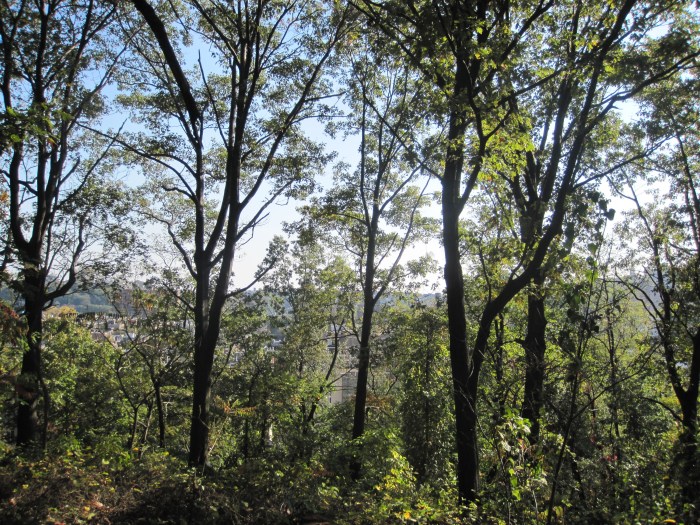 I made it to the top.